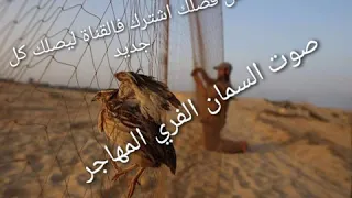 صوت السمان الفري المهاجر الاصلي                                  دندنها