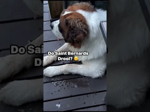 Saint Bernards Don’t Drool. #shorts #saintbernard #cute