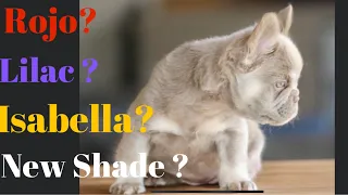 Color DNA Confusion