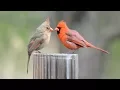 Funny Cardinal Birds Male and Female Cardinals liking same stage