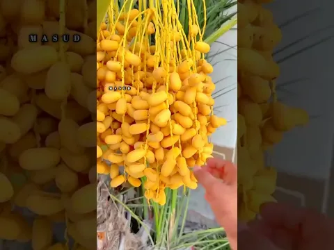 নবীজির বাগানের খেজুর আপনাদের দেওয়া হবে।