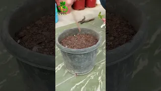 زراعة شجرة الآس من الع قل Growing Myrtle From Cuttings 
