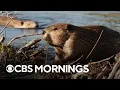 Scientists use beavers to create drought and fire-resistant landscapes