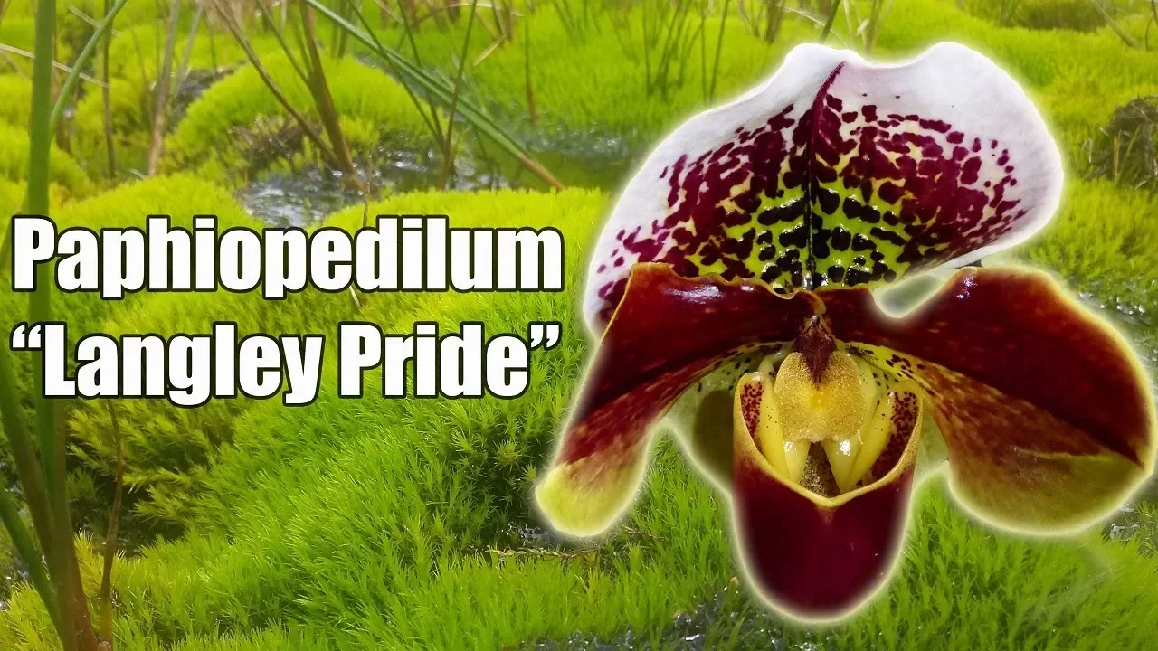 CUIDAR UNA ORQUÍDEA PAPHIOPEDILUM LANGLEY PRIDE O ZAPATILLA DE VENUS ORQUIPLANET
