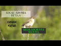 Lagu Burung Cikrak Kutub Burung( Willow Warbler )Alam Liar-Kicau Burung_HD