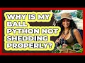 Why Is My Ball Python Not Shedding Properly - Reptilian Wonders