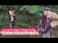 Download Lagu DIJAMIN NGAKAK! Emak beneran kena Marah kucing sampai di Omel omelin/kompilasi kucing lucu