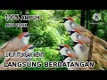 Download Lagu Suara Pikat Burung KASO-KASO Terampuh 100%Anti Zonk