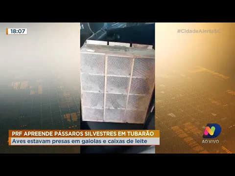 Tráfico de animais: PRF resgata 17 pássaros silvestres em Tubarão