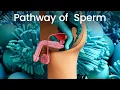 Download Lagu 3D Sperm Production: Prepare to be Amazed!