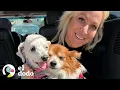 Download Lagu Perros mayores unidos están encantados de dejar el refugio juntos | ¡Adóptame! | El Dodo