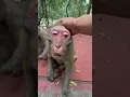 Download Lagu This Monkey Just Outsmarted Everyone! 🐒💡