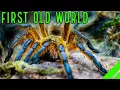 Lagu TOP 10 BEGINNER OUDE WERELD TARANTULAS