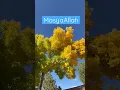 Download Lagu MasyaAllah,SubhanAllah Indah nya daun warna warni di saat musim gugur di Amerika Serikat