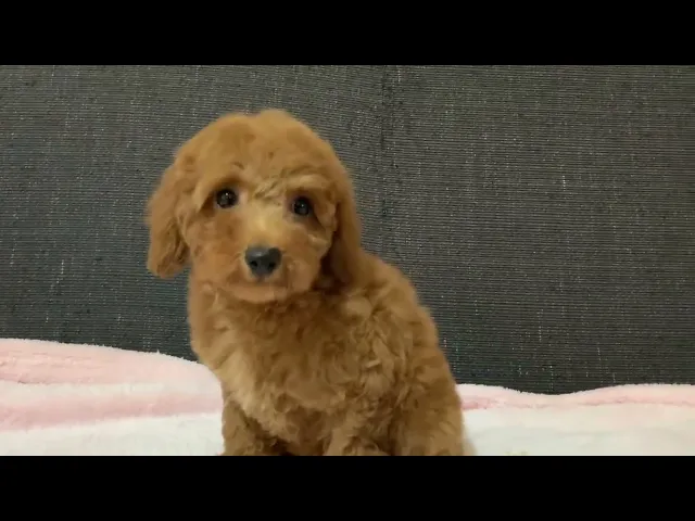 動画
