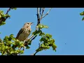 Download Lagu A tree pipit song and courtship display flight June 2023 (Anthus trivialis)