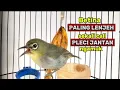 Pleci betina paling lenjeh, sekali CALL pleci jantan langsung ngamuk