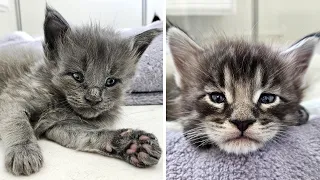 Maine Coon Kittens - 4 Weeks Old