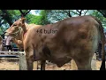 Download Lagu 13 juta !! Babon Hamil +4 bulan Harga Murah Meriah !! Pasar Sapi Jatirogo 