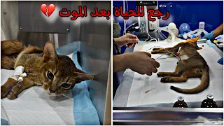 كيف عاش القط الحبشي بعد ماوقف النفس عنده 💔