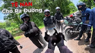 Vượt Đỉnh Trường Sơn #1 - TỆ NẠN CHÓ RA ĐƯỜNG Và cái Kết - Xe Ôm Vlog