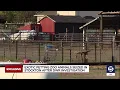 Exotic petting zoo animals seized in Tooele County after DWR investigation