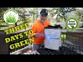 GreenShocker Lawn Fertilizer Results