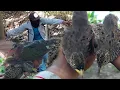 Download Lagu Sehari pasang jerat/jebakan burung ternyata sebanyak ini hasilnya auto panen burung