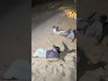 live - Infected Man In The Desert Har Har Mahadev