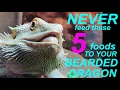 DANGER These 5 Toxic Foods Could Endanger Your Bearded Dragon s Life