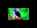 Download Lagu Vivo phone message tone. vivo ringtone || vivo messageringtone II vivo trending ringtone e.(5)