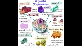 Paródia:  Organelas Citoplasmáticas