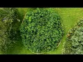 Download Lagu This urban forest becomes self-sufficient in three years