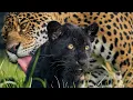 Download Lagu INKA vs LEAF PILE - One Zoo Three Episode 7