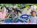 Download Lagu CIUCIU DAN CIUMA BAGIKAN KE KAMI HASIL KEBUNNYA, AKHIRNYA GENTENG BARU RUMAH DESA TERPENCIL DATANG