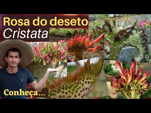 Download MP3 Rosa do Deserto Cristata, conheça...