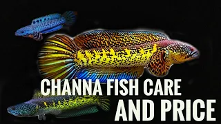 Download Channa Fish Care And Prices. Snake Head Fish Care. Channa Barca Fish Care and Price. Snakehead Fish MP3