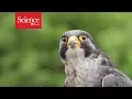 Peregrine falcons maneuver best when dive-bombing at over 300