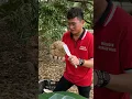 Download Lagu Malaysian Fresh Durian Unboxing Master - Fruit Cutting Skills