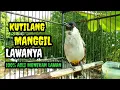 Download Lagu Suara Burung Kutilang Gacor Memanggil Lawan Asli tanpa Isian Menekan lawan