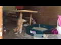 Kitten does BACKFLIP