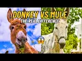DONKEY vs MULE The real science behind the hybrid