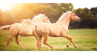 Gasba Chawi Avec Mawal Ya 3rab Akhtouni قصبة شاوية بالموال يا عرب اخطوني 