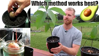 Download The BEST Way To Grow Avocado From Seed | 0 - 5 Months of Growth MP3