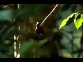 Download Lagu Kicauan burung samyong gacor asli dari alam liar
