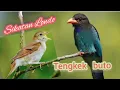 Download Lagu Tengkek Buto  Sikatan Londo Gacor