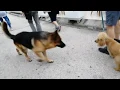 Download Lagu Dog attack big German Shepherd attacks small poodle