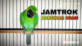 cucak ijo jamtrok bongkar isian