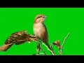 Download Lagu burung cendet coklat green screen free download