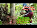Download Lagu Potong kayu kelapa sangat angker